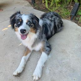 Aussiedoodles from Blu’s Aussiedoodles