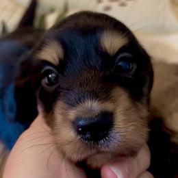 Rolo - Black and cream male Dachshund puppy in Lincoln, California from ForeversEdge Doxies