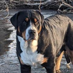 Newton - Greater Swiss Mountain Dog