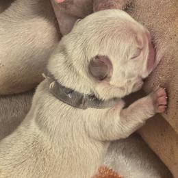 Percy - Cream male French Bulldog puppy in Tuscaloosa, Alabama from J & J classic frenchies