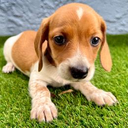 Brown collar piebald boy - Piebald male Dachshund puppy in Orlando, Florida from Weiner Wunderland of Central Florida
