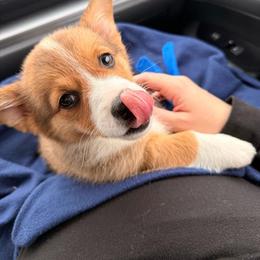 Pembroke Welsh Corgi Puppies from McGovern Family Corgis