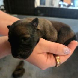 Bashful - Fawn male Belgian Malinois puppy in Signal Mountain, Tennessee from Torgun Police Dogs