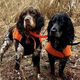 English Springer Spaniels from Craig Campbell