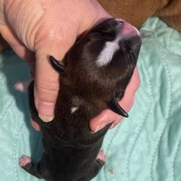 Rocher - Red female Staffordshire Bull Terrier puppy in Monroe, Georgia from Irresistibull Staffords