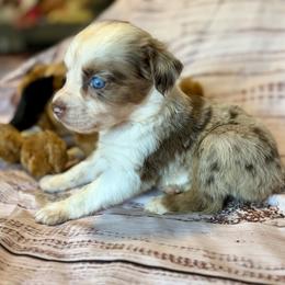 Mistletoe - Red merle female Miniature Australian Shepherd puppy in Port Saint Lucie, Florida from Charlene Brannon's Mini Australian Shepherds