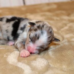 Miniature Australian Shepherd and Toy Australian Shepherd Puppies from Litton's Aussies