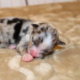 Miniature Australian Shepherd and Toy Australian Shepherd Puppies from Litton's Aussies