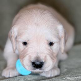 Boy 3 - Turquoise-Silver - Light golden male Golden Retriever puppy in Mc Minnville, Tennessee from Wishaw Whisky Golden Retrievers
