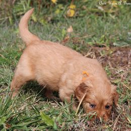 Polly's Orange Boy - Dark golden male Golden Retriever puppy in Idaho Falls, Idaho from Once Upon A Dream Kennels
