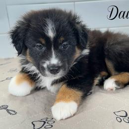 Daisy - Black tri female Miniature Australian Shepherd puppy in Newberry, Florida from Southern with Grace Mini Aussies