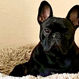 Tully - French Bulldog