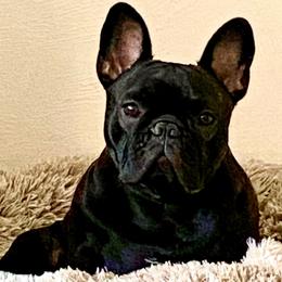 Tully - French Bulldog