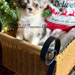Linny - Merle female Chihuahua puppy in Anderson, South Carolina from Lil Treasures Chihuahuas