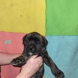 Bullmastiff Puppies from Watchman Kennels