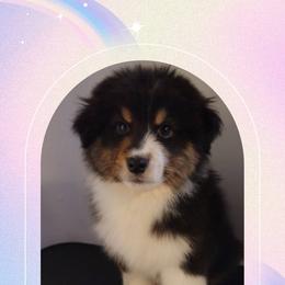 Gabriel - Black tri-color male Australian Shepherd puppy in Pottstown, Pennsylvania from Daffodil Australian Shepherds
