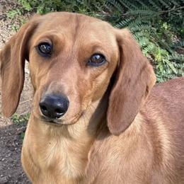 Lucky - Dachshund