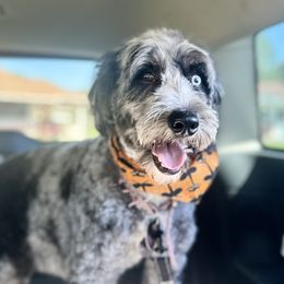 Kira - Bernedoodle