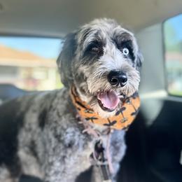 Kira - Bernedoodle