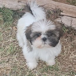 Boy 4 - Tricolor male Shih Tzu puppy in Vernon, Texas from Jennifer's Shih Tzus