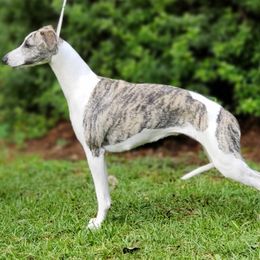 Whippet All Grown Up from Copestone Whippets