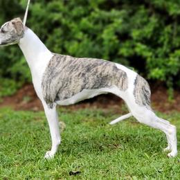 Whippet All Grown Up from Copestone Whippets