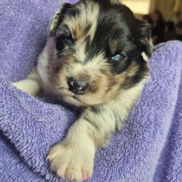 Ida Mae - Blue merle female Australian Shepherd puppy in Harrodsburg, Kentucky from Triple M Aussies