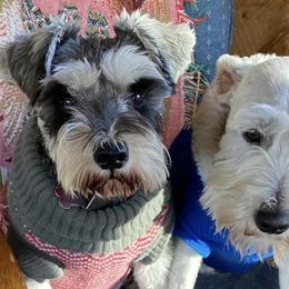 Miniature Schnauzers from Jenny's Schnauzers