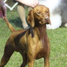 Vizslas from Kristen Sullivan