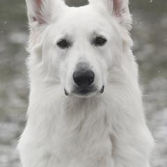Atama *upcoming* - Berger Blanc Suisse