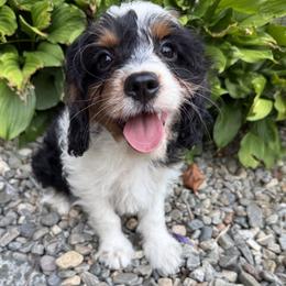 Summer - Tri-color female Cavapoo puppy in Auburn, Massachusetts from Buttercup Doodles