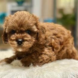 Croissant - Red male Cavapoo puppy in Palm Beach County, Florida from Benji’s Cockapoos