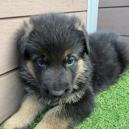 Boy 2 - Black and tan male German Shepherd puppy in Hollis Center, Maine from Noble German Shepherds of Maine