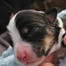 Australian Shepherd Puppies from Ashe's Aussies
