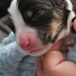 Australian Shepherd Puppies from Ashe's Aussies