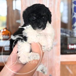 Gouda - White - Black and white female Bernedoodle puppy in Rockwall, Texas from Glory Doodles