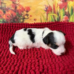Beaver - Black & tan tri-color male Maltipoo puppy in Lawrenceburg, Tennessee from LUV Poodles and Maltipoos