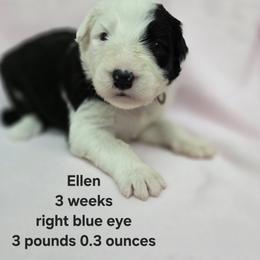 Ellen - Gray and white female Old English Sheepdog puppy in Sutherlin, Oregon from Sapphire Eyes Sheepdogs