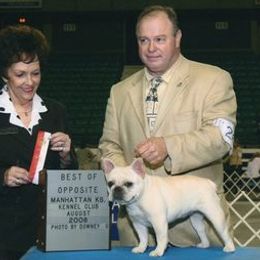 French Bulldogs from Hillbuckle's French Bulldogs