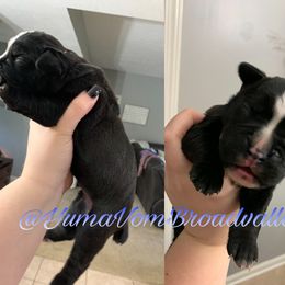 Boy 1 - Boxer puppy in Henderson, Tennessee from Vom Broadvalley