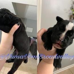 Boy 1 - Boxer puppy in Henderson, Tennessee from Vom Broadvalley