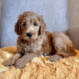 Woodstock (Orange Collar) - Red  male Goldendoodle puppy in Bay City, Texas from Charming Doods