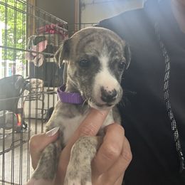 Girl 4 - White and fawn brindle female Whippet puppy in Corry, Pennsylvania from Sara's Whippets