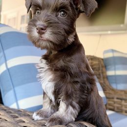 Miniature Schnauzer Puppies from Los Angeles Miniature Schnauzers