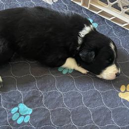 Mystic - Black and white female Border Collie puppy in Grover Hill, Ohio from Heritage Border Collies
