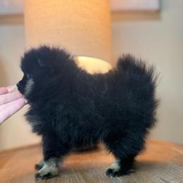 Gypsy - Blue and tan female Pomeranian puppy in Phoenix, Arizona from Luxpomz
