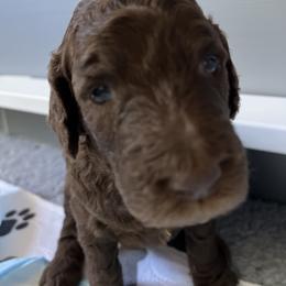 Nutella - Brown female Poodle puppy in Minneapolis, Minnesota from Sanctus Standards