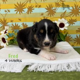Fred - Black tri-color male Australian Shepherd puppy in El Dorado Springs, Missouri from OR Aussies