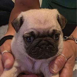 Red Collar - Fawn female Pug puppy in New Braunfels, Texas from Kex Pug Haus