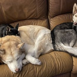 Siberian Huskies from Yakone Sesi
